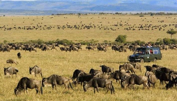 Touristen beobachten Tiere bei einer Jeep Safari in der Savannenlandschaft