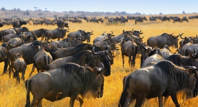Gnus auf der Tierwanderung