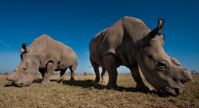 Walking Safaris in the Masai Mara