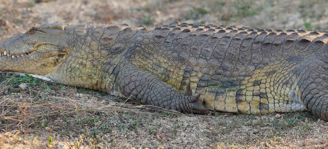 Krokodil am Rande eines Wasserlochs