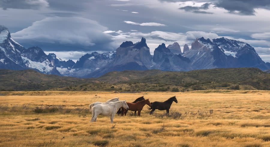 Pferde in Patagonien