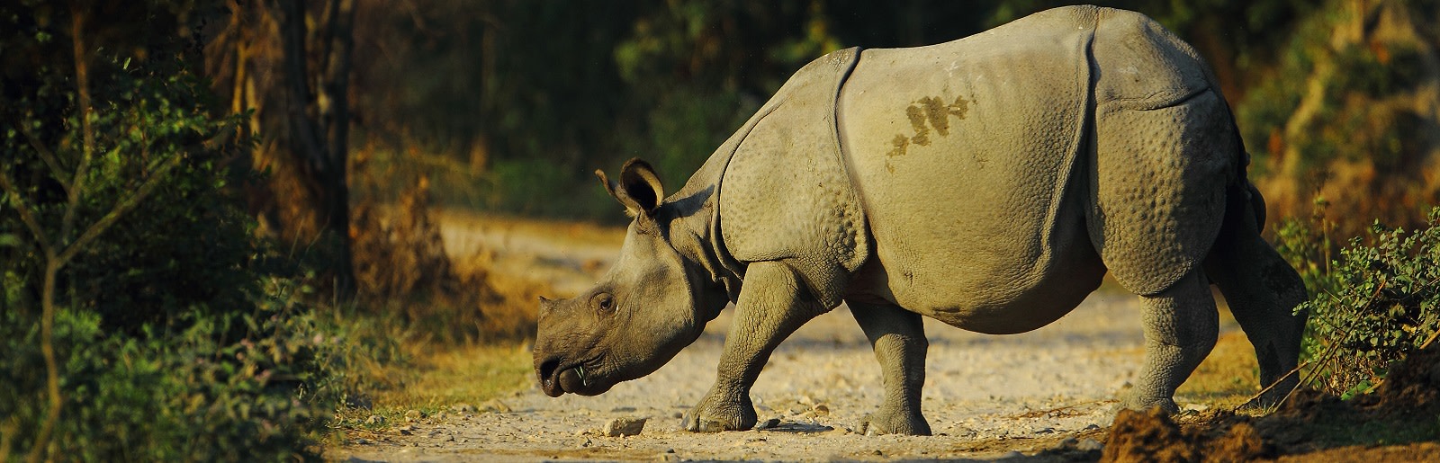 Enchanting Travels India Tours East India Indian one horned rhino in Kaziranga National Park of Assam in India