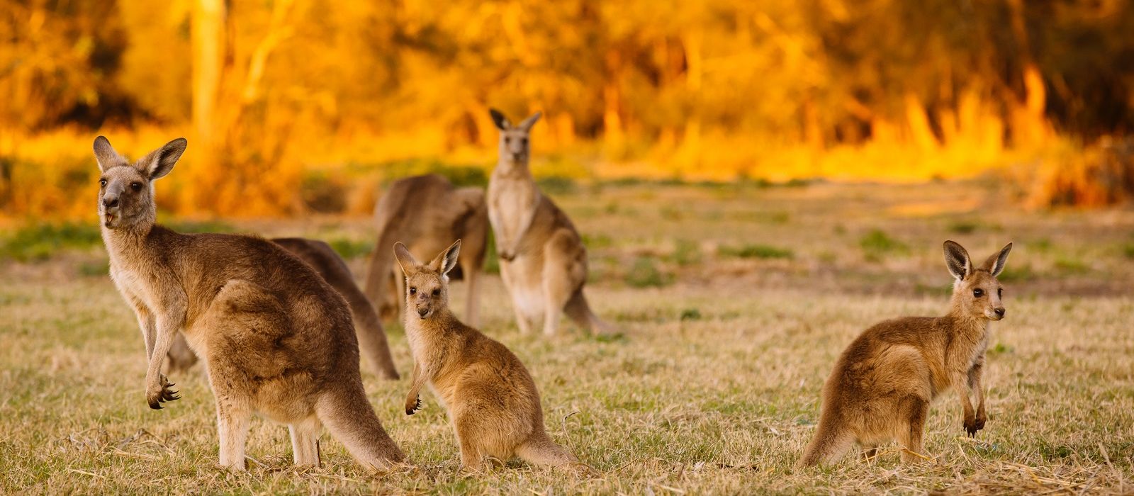 Outback, Uluru & the Great Barrier Reef | Tours & Trips with ENCHANTING ...