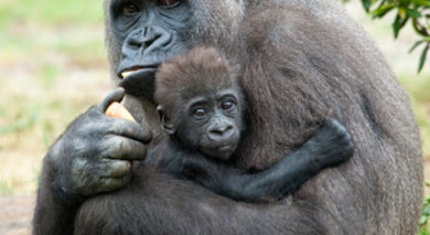 Empfohlene Individualreise, Rundreise: Kenia und Ruanda: Safari und Gorilla-Trekking Empfohlene Individualreise, Rundreise: Kenia und Ruanda: Safari und Gorilla-Trekking