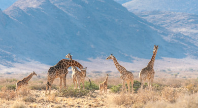 Empfohlene Individualreise, Rundreise: Namibia & Südafrika: Die Highlights des Südens Empfohlene Individualreise, Rundreise: Namibia & Südafrika: Die Highlights des Südens
