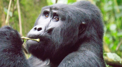 Empfohlene Individualreise, Rundreise: Ostafrika: Gorilla Trekking in Uganda & Safari in Kenia und Tansania Empfohlene Individualreise, Rundreise: Ostafrika: Gorilla Trekking in Uganda & Safari in Kenia und Tansania