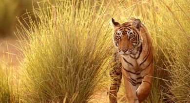 Empfohlene Individualreise, Rundreise: Indien: Kultur, Tiger und Wildlife Empfohlene Individualreise, Rundreise: Indien: Kultur, Tiger und Wildlife