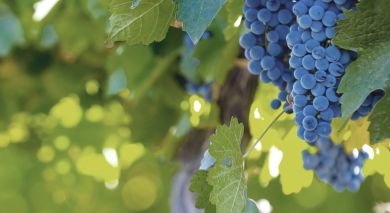 Example private tour: Argentina & Chile: Food and Wine Experience Example private tour: Argentina & Chile: Food and Wine Experience
