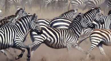 Empfohlene Individualreise, Rundreise: Tansania & Botswana: Vom Kilimandscharo zu den Viktoriafällen Empfohlene Individualreise, Rundreise: Tansania & Botswana: Vom Kilimandscharo zu den Viktoriafällen