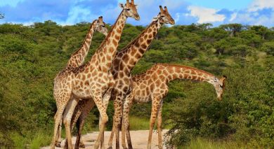 Empfohlene Individualreise, Rundreise: Kenia & Tansania Safarireise: Ungezähmte Wildnis Empfohlene Individualreise, Rundreise: Kenia & Tansania Safarireise: Ungezähmte Wildnis