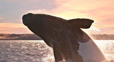 Example private tour: Argentina: Waterfalls, Marine Mammals and Gauchos Example private tour: Argentina: Waterfalls, Marine Mammals and Gauchos