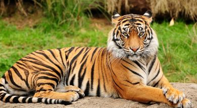 Example private tour: In The Land of Tigers Example private tour: In The Land of Tigers