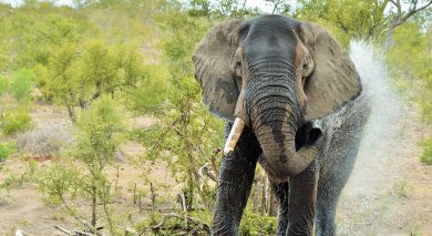 Empfohlene Individualreise, Rundreise: Sambia und Südafrika: Kapstadt, Safari und Viktoriafälle Empfohlene Individualreise, Rundreise: Sambia und Südafrika: Kapstadt, Safari und Viktoriafälle