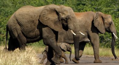 Example private tour: South Africa: Western Cape and Kruger Example private tour: South Africa: Western Cape and Kruger