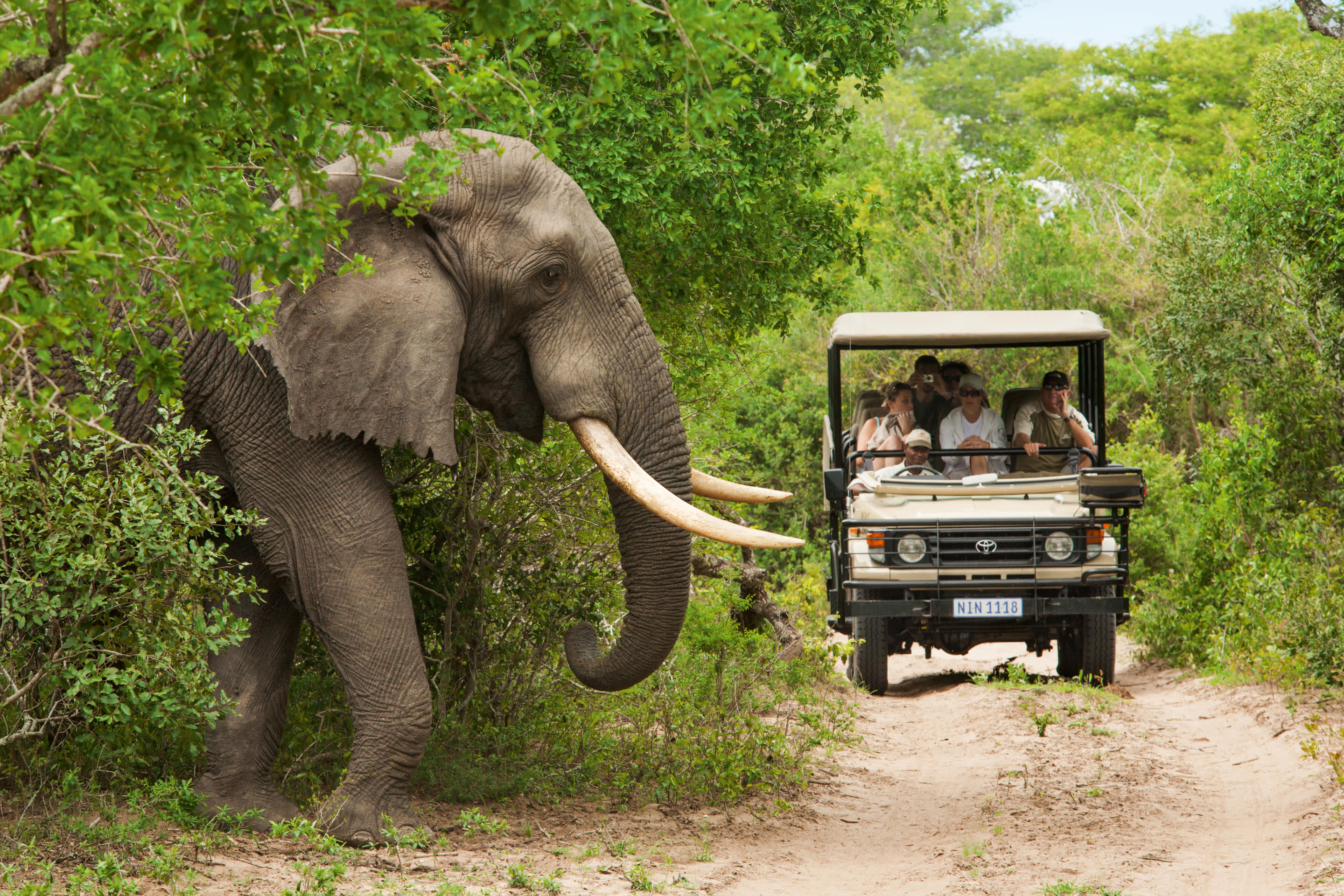 wildlife africa tours and safaris