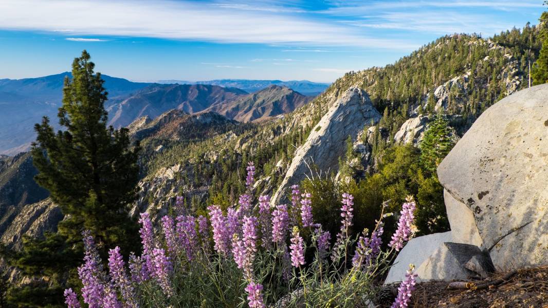 Palm Springs Aerial Tramway View Cr