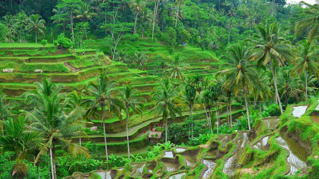 a close up of a lush green forest