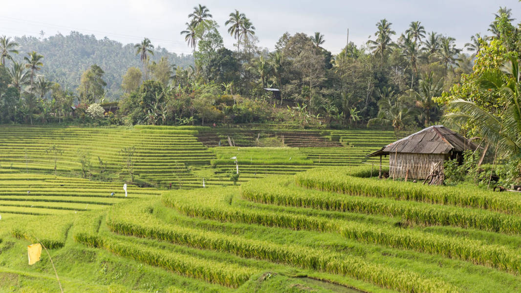 rice terraces ubud
