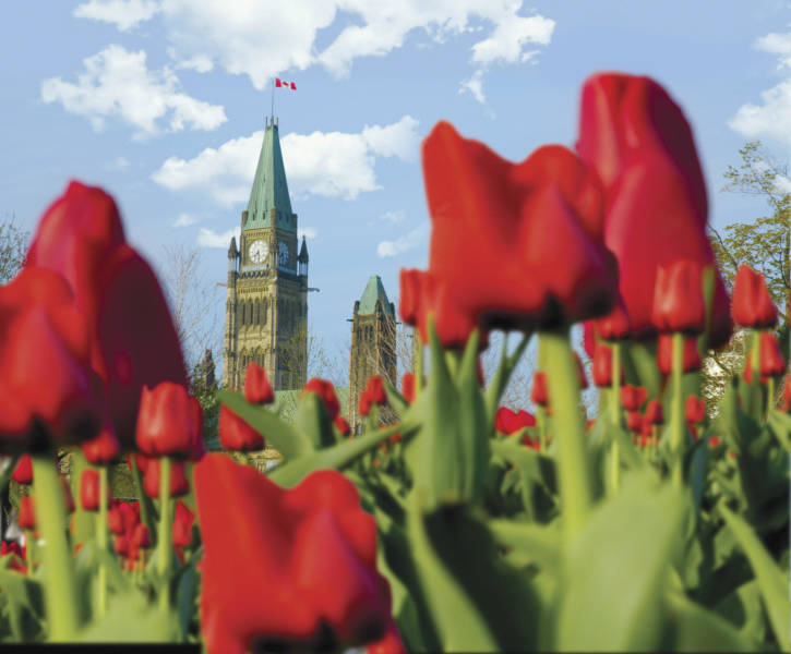 Spring Tulips and Parliament Hill
