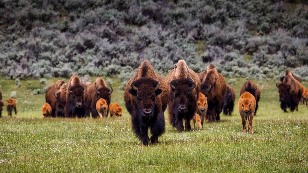 Bison