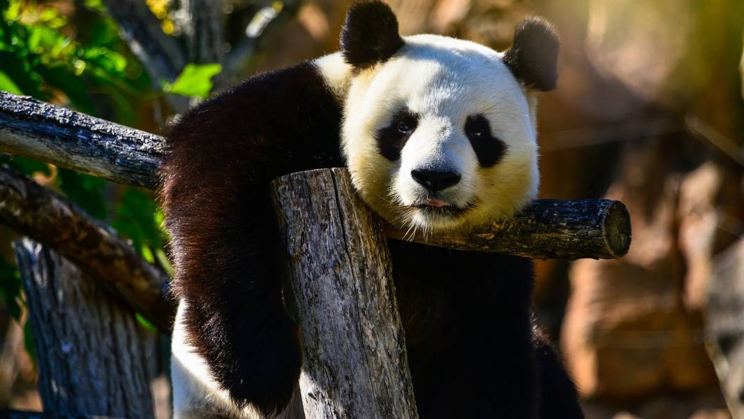 Giant Panda
