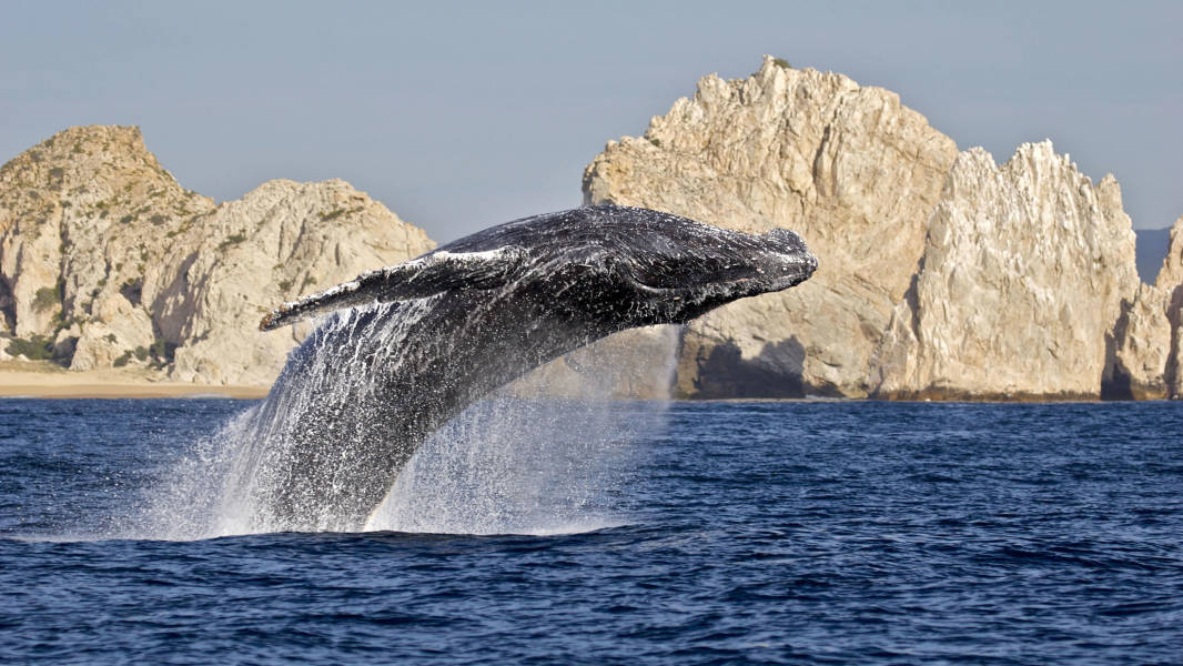 a whale jumping out of the water