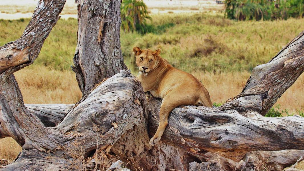 an animal sitting on a rock
