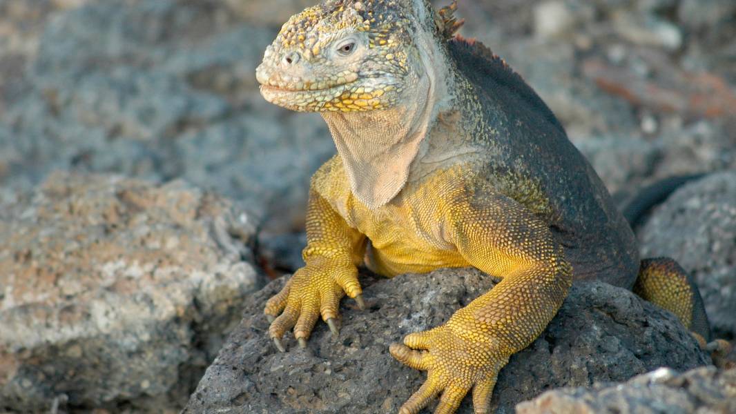 a lizard on a rock