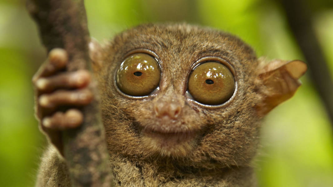 Tarsier