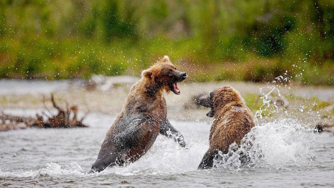Bears in Katmai National Park