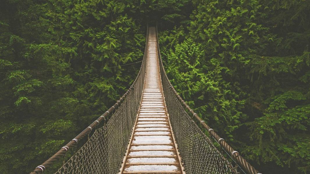 a bridge surrounded by trees
