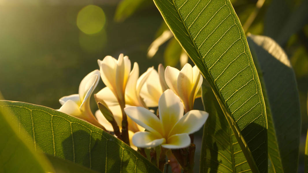 Frangipani