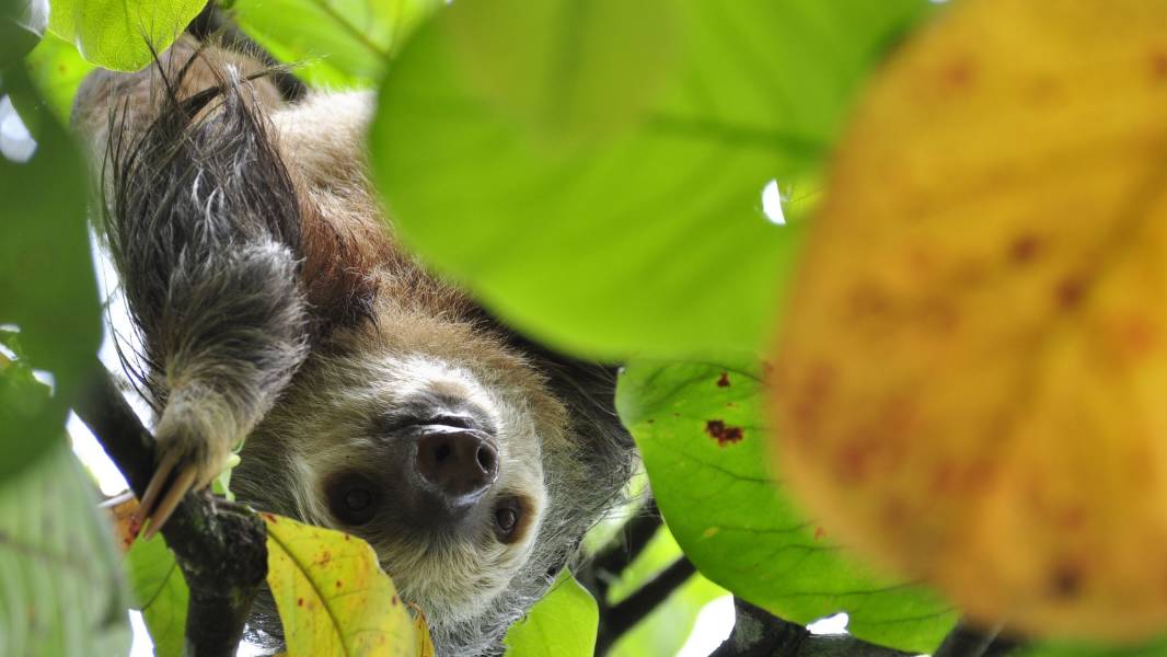 Sloth in trees in Costa Rica