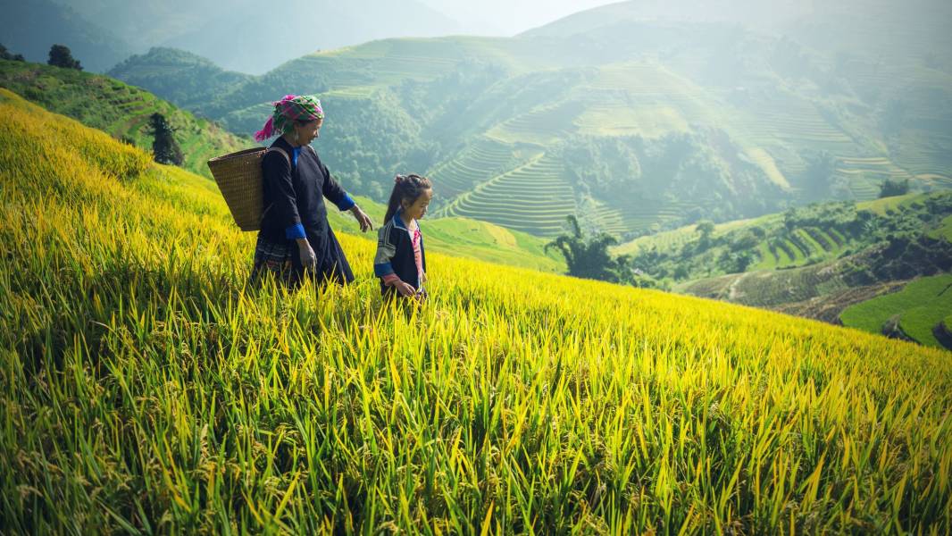 Fields in Cambodia