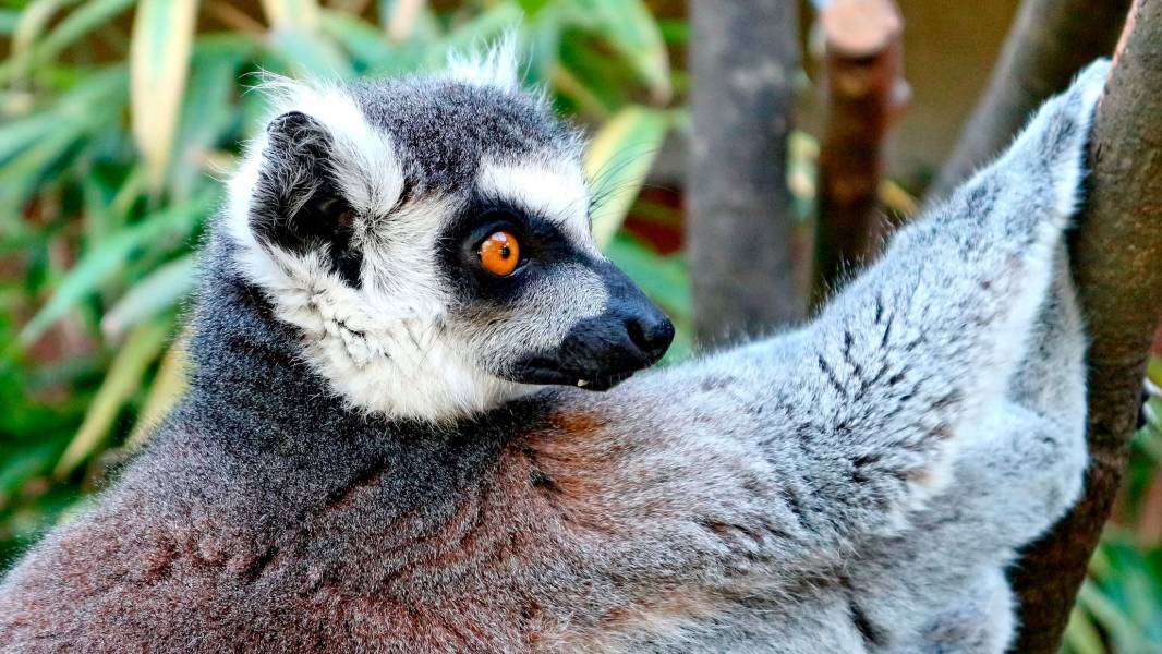 Lemur