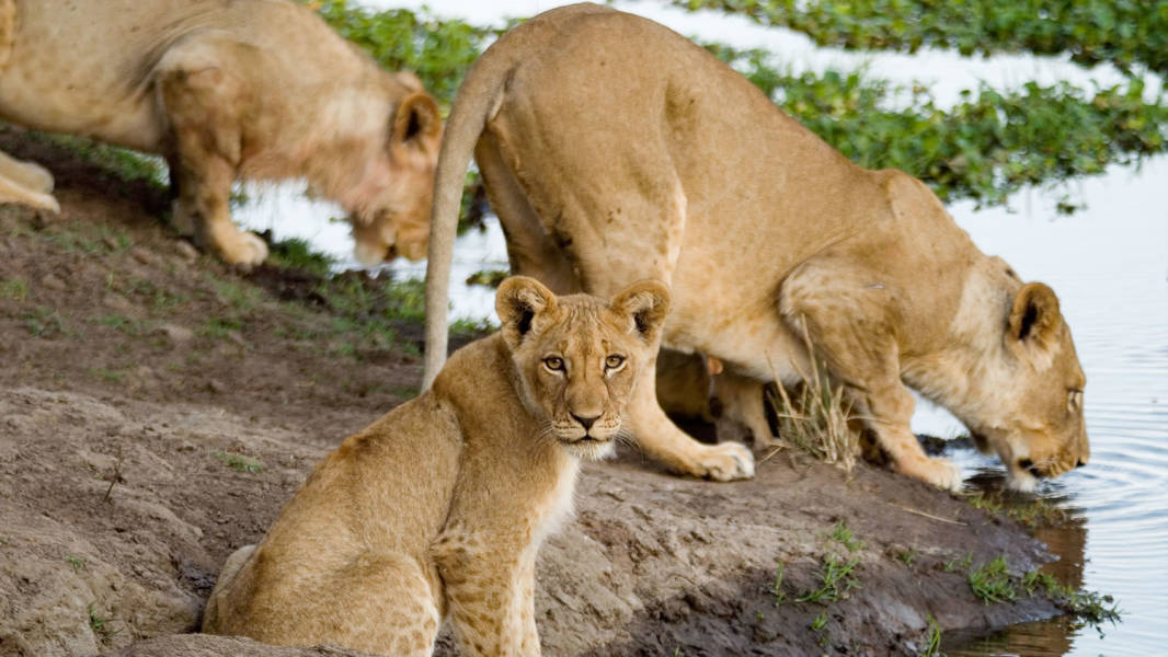 a lion lying down in the dirt