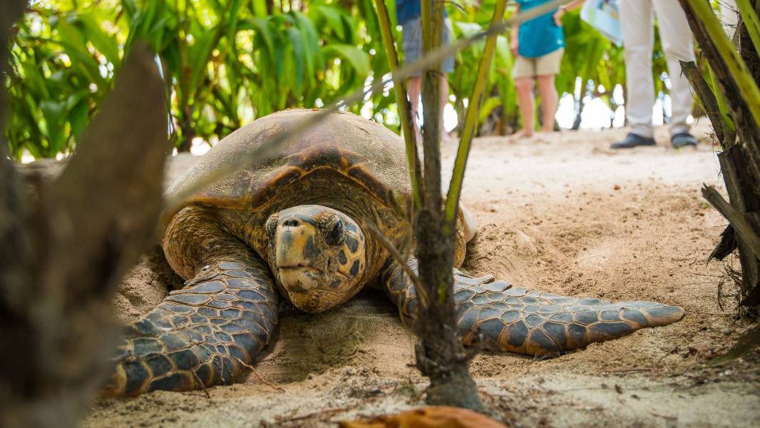 a turtle on a dirt road