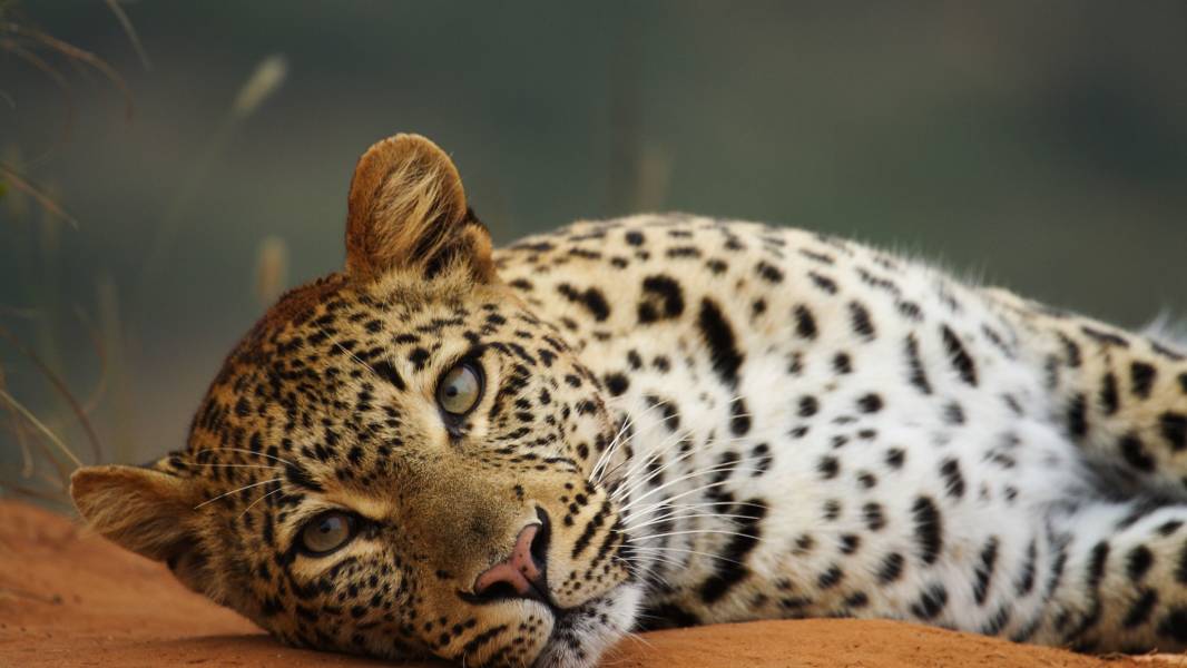 a cat lying on top of a leopard