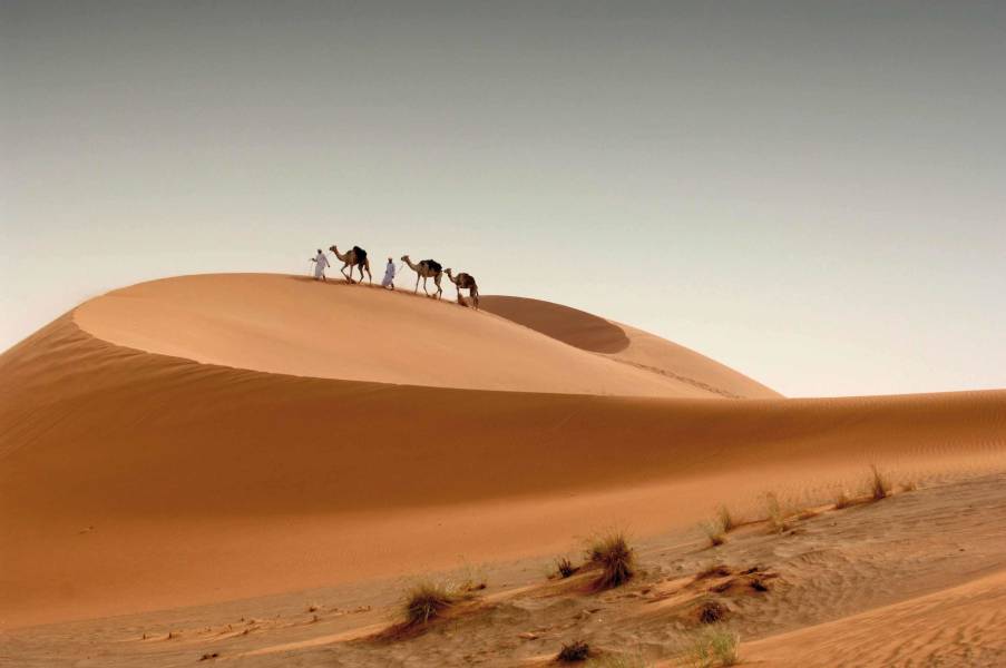 Camels in the desert