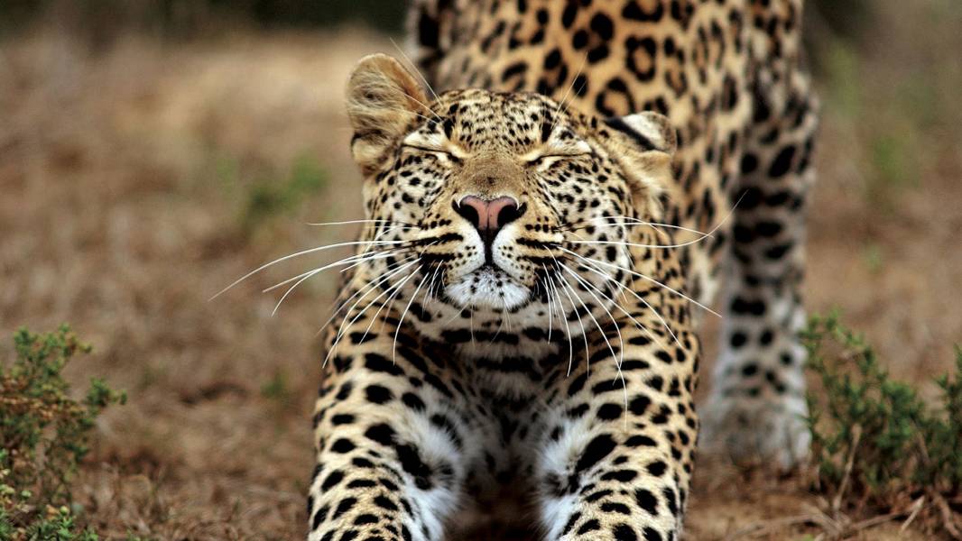 a cat that is standing in front of a leopard
