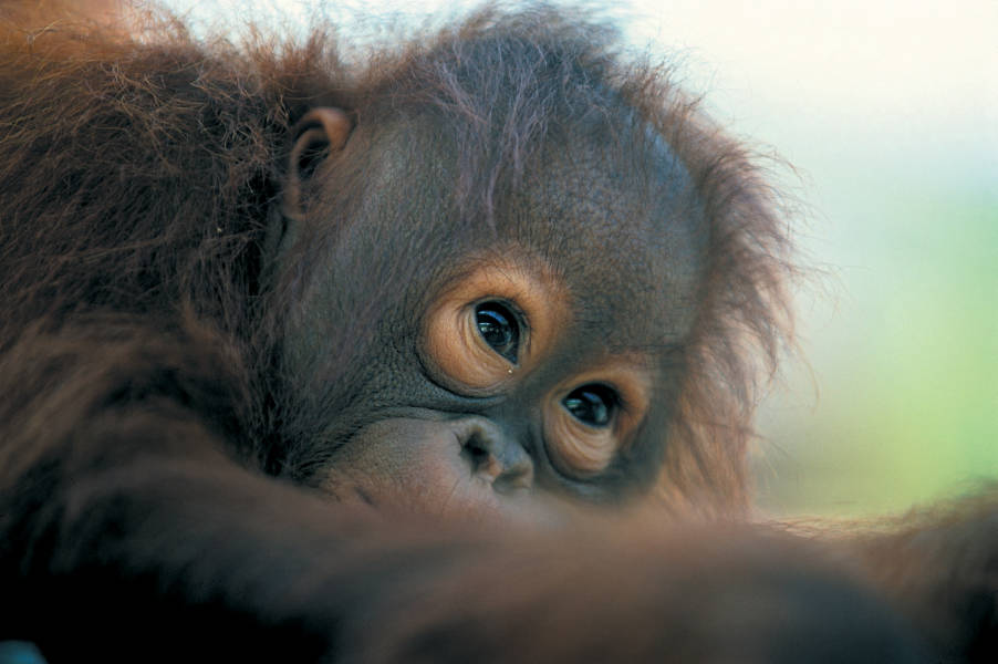 a close up of an animal