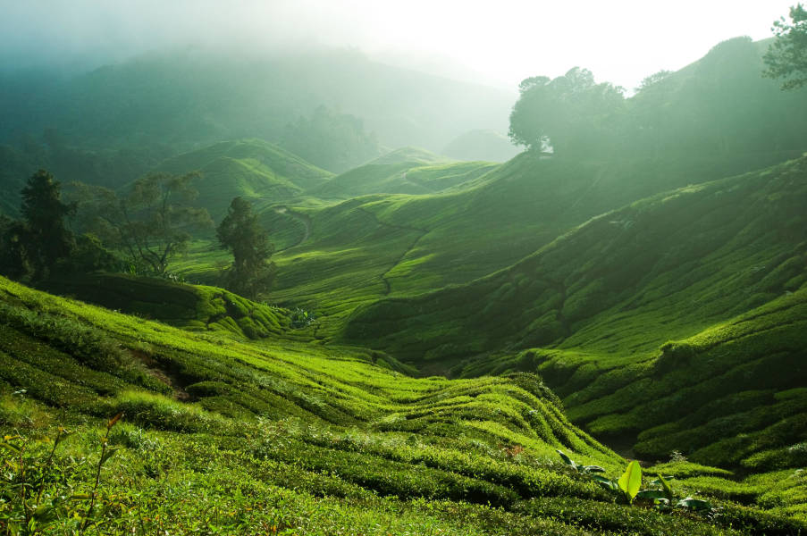 Sungai Balas Tea Plantation