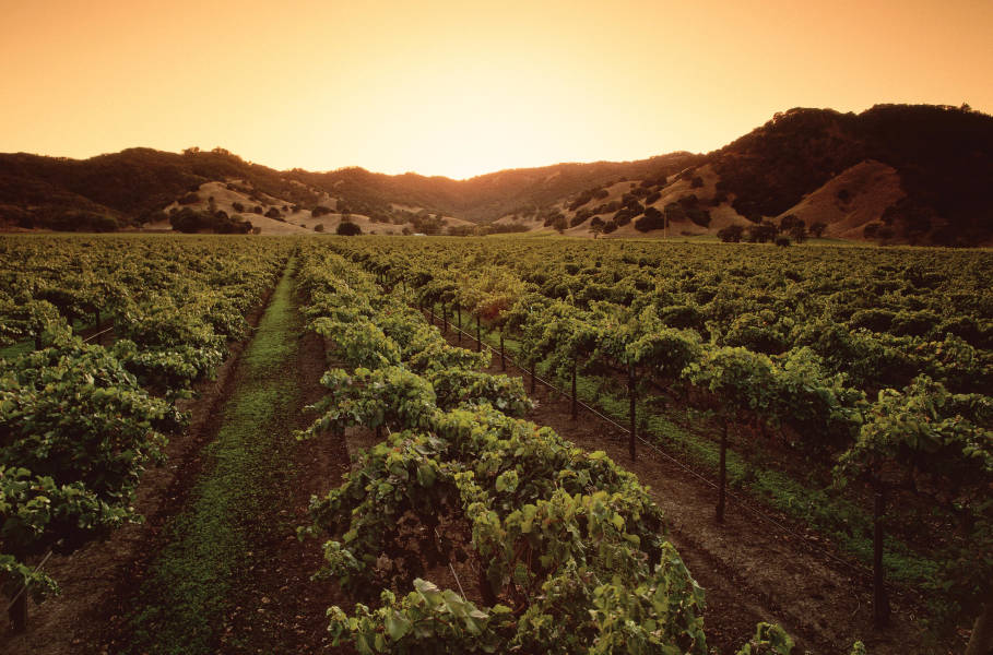 Napa Valley Vineyards