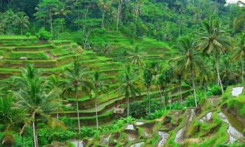 a close up of a lush green forest