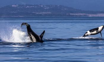 Whale Watching