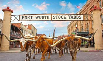 Stockyards Herd