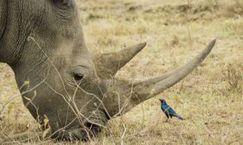 a baby elephant standing on top of a dry grass field