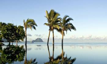 a palm tree in front of a body of water