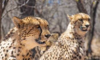 Cheetahs in Namibia