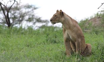 a lion standing on top of a grass covered field